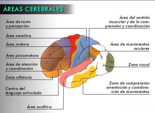 ¿Qué pasa en el cerebro cuando nos damos cuenta de que nos hemos